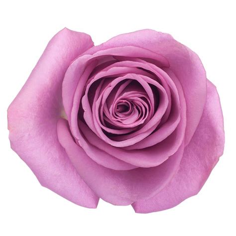 rose cool water florexpo catalog