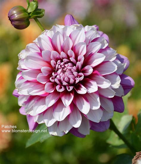 Dahlia KnÖlar Blomsterdesign I Landskrona