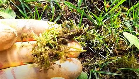 Как избавиться от мха на газоне? Советует агроном! | DIY - как сделать ...