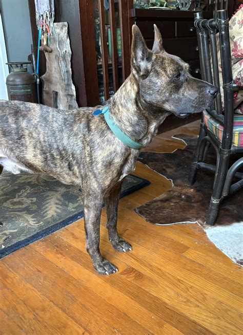 SEEK (Tuscaloosa Missing Pets) | Baby sitting dog who got away today