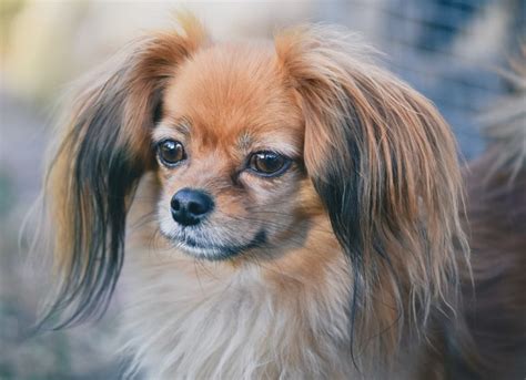 Papillon Temperament Whats A Papillons Personality Like