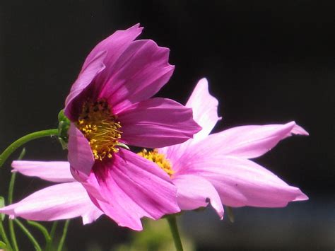 Pink Cosmos Photograph By Alfred Ng Pixels