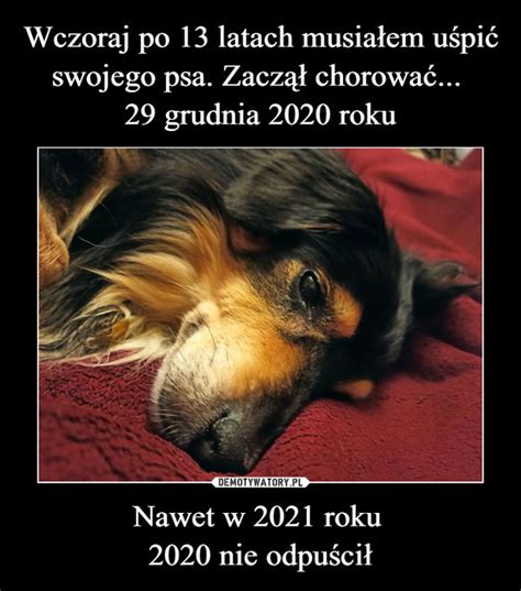 Wczoraj Po Latach Musia Em U Pi Swojego Psa Zacz Chorowa