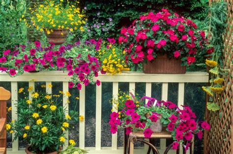 Flores para uma varanda e terraço As mais belas Interflora