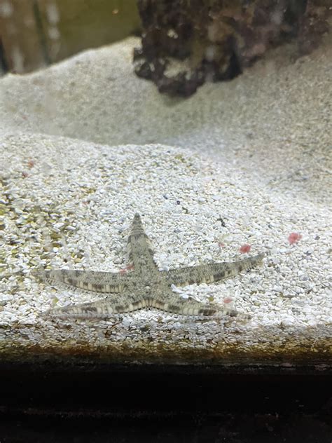 My New Love Naked Wasted After A Good Feeding R Aquariums