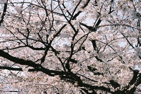 Saison des fleurs de cerisier au Japon 2019 où et quand voir Sakura