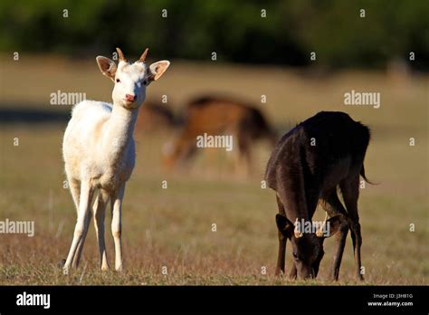 The Goat Grazing On The Grassland In Brijuni National Park Croatia