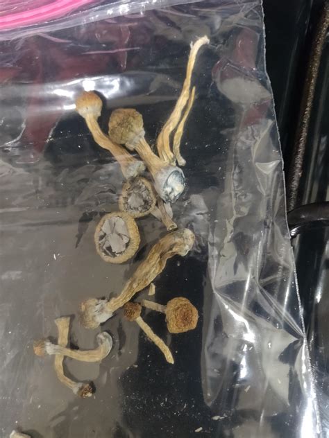 Quick! Is this safe to eat?? I've never seen shrooms with mold on them