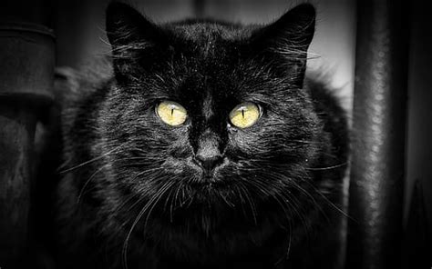 download grátis Gato preto amarelo olhos 4K HD papel de parede