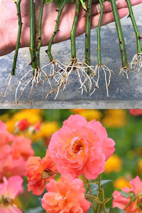 Grow Roses From Cuttings Best Ways To Propagate In Rose