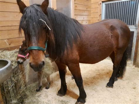 Mary Noriker Stute Braun Pferd Austria