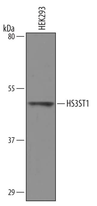 Human Heparan Sulfate 3-O-Sulfotransferase 1/HS3ST1 Antibody AF5968: R ...
