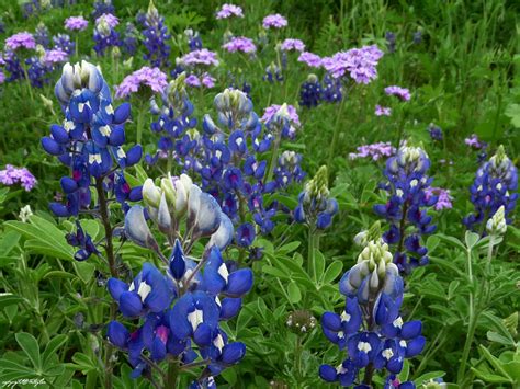 Fredericksburg Texas Culture Blog: Wild About Wildflowers