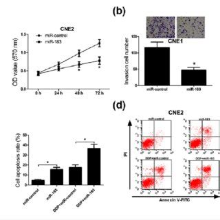 Experimental Design Of Npc Xenograft Nude Mice Model The Mice Were