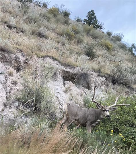 B&C Muley? : r/Hunting