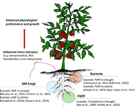 1 Alleviation Of Abiotic Stress Effects By Soil Microorganisms Pgpf