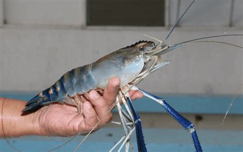 5 Popular Types Of Freshwater Shrimp That Are Often Cultivated In Farms Jala Blog