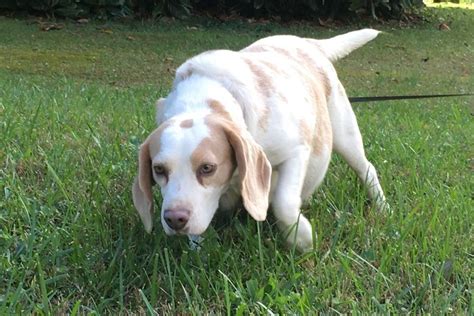 GORGEOUS BEAGLES - Puppies For Sale