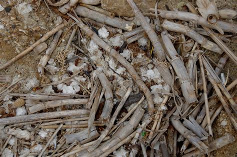 Washed Out Sticks On Beach Free Stock Photo - Public Domain Pictures