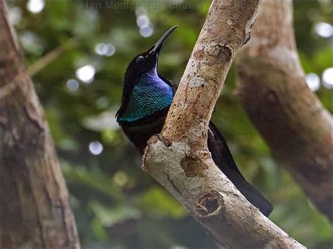 Most Terrifying Amazing Creatures On Earth Magnificent Riflebird