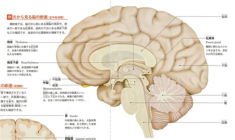 √70以上 ブロードマン 脳地図 覚え方 308309 ブロードマン 脳地図 覚え方 Mbaheblogjpbvf1