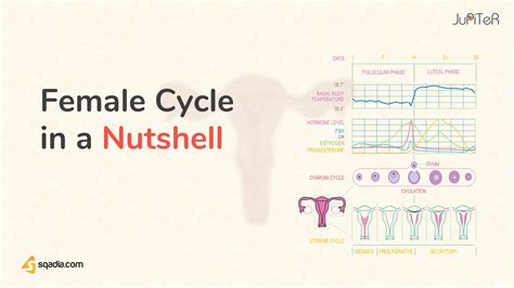 Female Reproductive System Physiology Female Cycle In A Nutshell