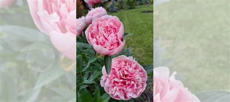 Пион Этчед Салмон купить в Златоусте | Товары для дома и дачи | Авито