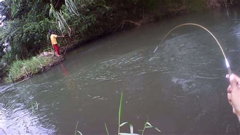 Tarikan Ikan Di Sungai Ini Bikin Joran Melengkung Tajam YouTube