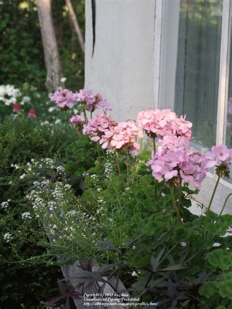 Photo Of The Entire Plant Of Zonal Geranium Pelargonium X Hortorum Maverick™ Quicksilver