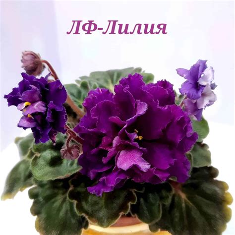 ЛФ-Лилия >фото и описание сорта > купить > Фиалки online