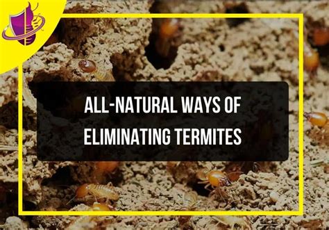 All-Natural Ways of Eliminating Termites in Malaysia - Zip Pest Solutions