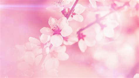 wallpaper for desktop, laptop | mp03-spring-flower-pink-cherry-blossom ...