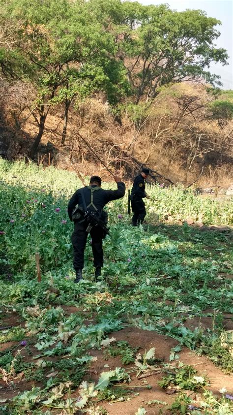 Elementos De Fuerza Nica Destruyen Plant O De Amapola En El Municipio