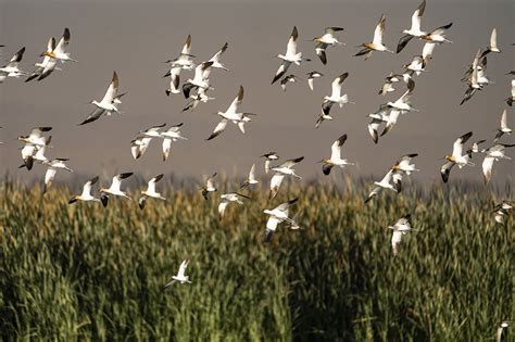 La Vida Que Regresa Al Lago De Texcoco Pie De Página