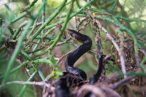 Texas Indigo Snake - RichLeighton.com