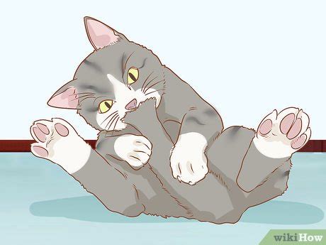 How To Diagnose And Treat Anal Gland Disease In Cats 15 Steps
