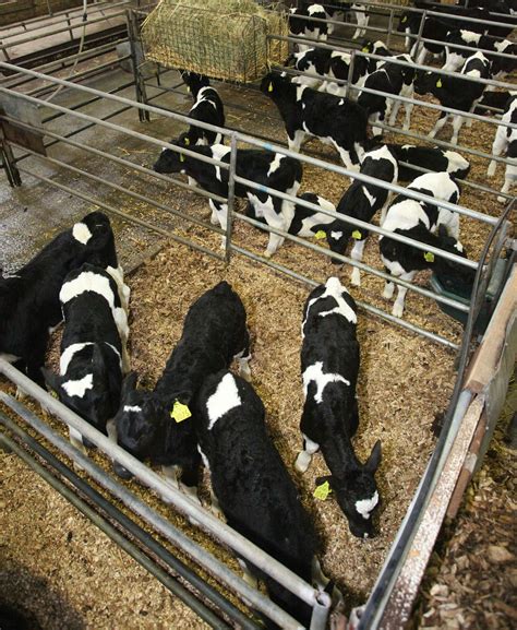 Increased autumn calving signals strong UK winter milk production