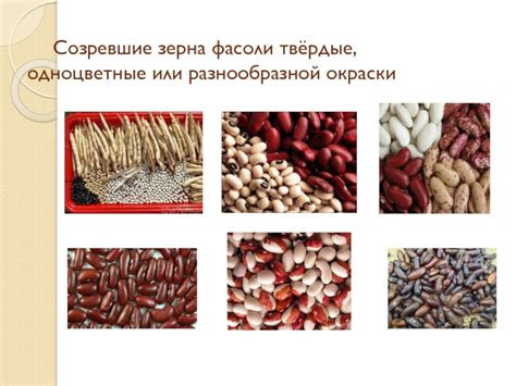 Строение и особенности растения фасоли презентация, доклад, проект