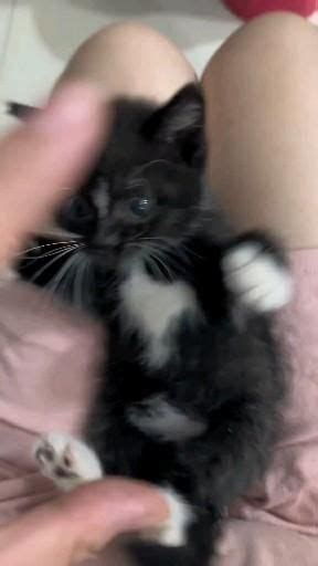 Pin De Just Cuteness😻 Em Cute Kittens Vídeo Bichinhos Bonitinhos