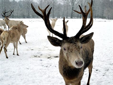 Free Images Snow Winter Wild Mammal Fauna Antler Reindeer