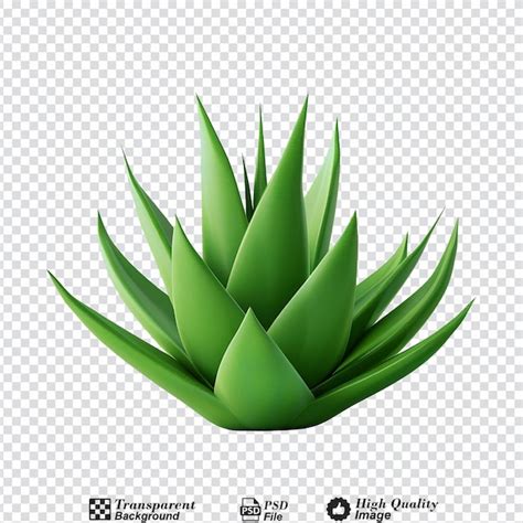 Premium PSD Aloe Vera Png Isolated On Transparent Background