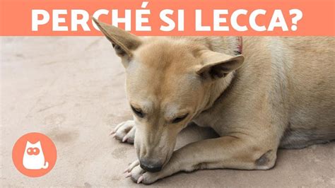 Perché il CANE si lecca le ZAMPE Perché e cosa fare YouTube