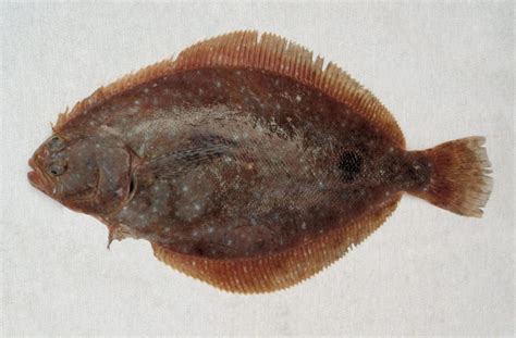 Sand Flounder Family Photographs, and Information – Paralichthyidae ...