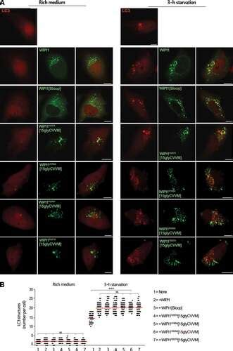 Full Article Wipi Promotes Fission Of Endosomal Transport Carriers