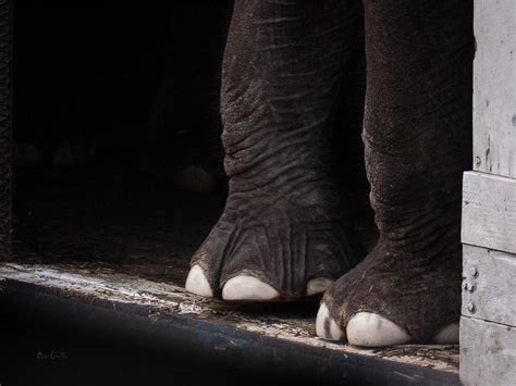 What Color Are Elephants Toes At Ron Gerald Blog
