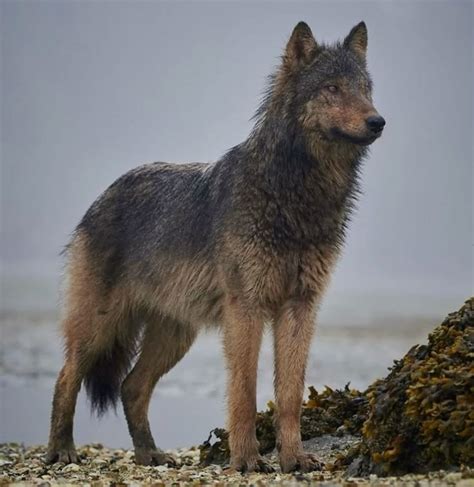 vancouver coastal sea wolf boffin island wolf vancouver sea wolf