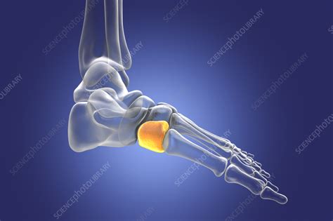 Medial cuneiform bone, illustration - Stock Image - F036/8595 - Science ...