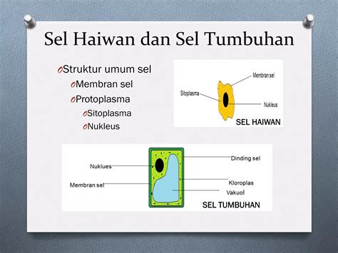 tingkatan  bab  sel sebagai unit asas hidupan