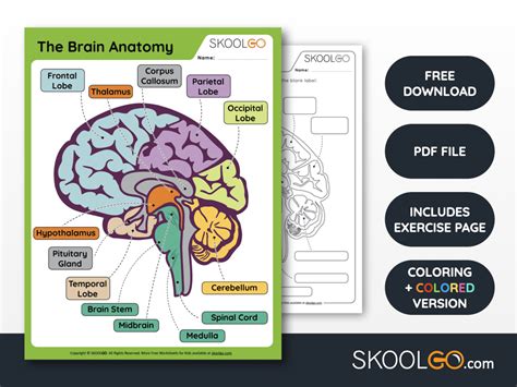 Free Printable Anatomy Labeling Worksheet Download Free Printable