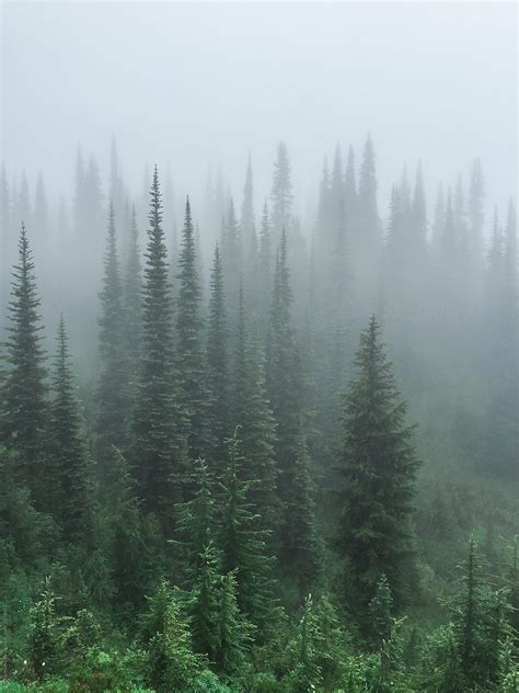 "Alpine Evergreen Trees And Forest In Dense Fog, North Cascades" by ...